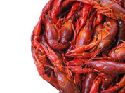 Crawfish