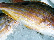 Lane Snapper