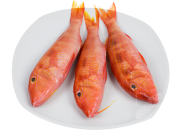 Red Mullet