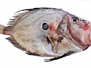 John Dory