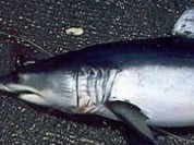 Mako Shark
