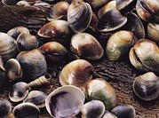 New Zealand Cockles
