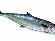 Kingfish