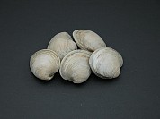 Clam Littleneck