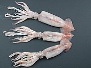 Uncleaned Squid European