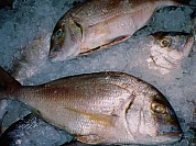 Pink Porgy