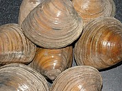 Clam Cherrystone