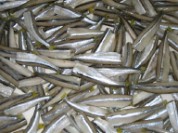 Silverside Smelts