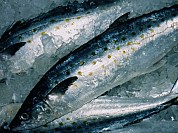 Spanish Mackerel