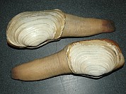 Clam Geoduck