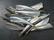 Sea Smelts