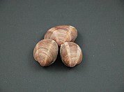 Clam Pastaneck