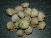Clam New Zealand