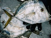 Moon Fish