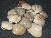 Clam Manila