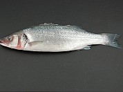 European Sea Bass
