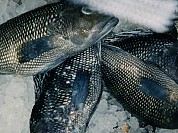 Black Sea Bass