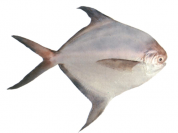 Silver Pomfret