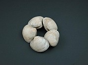 Clam Tinyneck