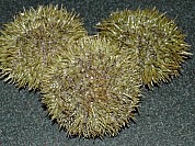 Sea Urchin