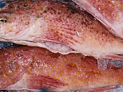 Scorpion Fish