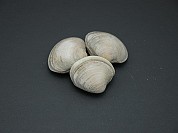 Clam Topneck