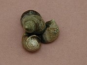 Winkles
