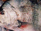 Sheepshead