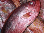 Glasseye Snapper