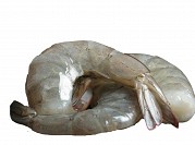 Fresh Shrimp