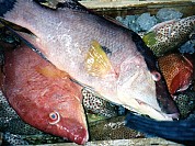 Hog Snapper