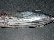 Skipjack Tuna