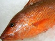 Mangrove Snapper