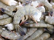 Wild Mexican Shrimp