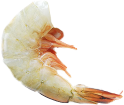 Wild White Shrimp