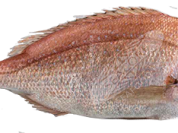Red Bream