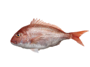 Red Snapper | Scarlet Snapper