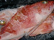 Rose Fish