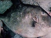 Trigger Fish