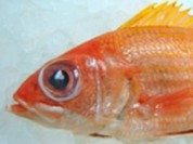 Squirrel Fish