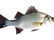 White Perch