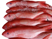 B. Liner Snapper