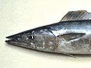 Wahoo