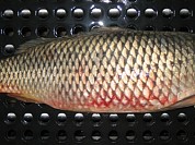 Carp