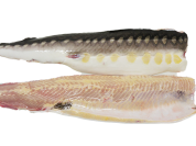 Sturgeon