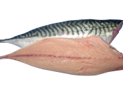 Mackerel