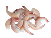 Pink Shrimp