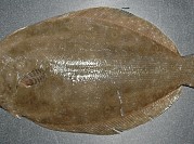 Fluke