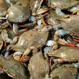 Live Crabs